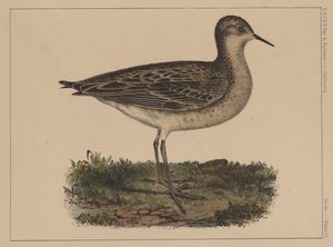 Aves, lámina VI, 1855 de American School